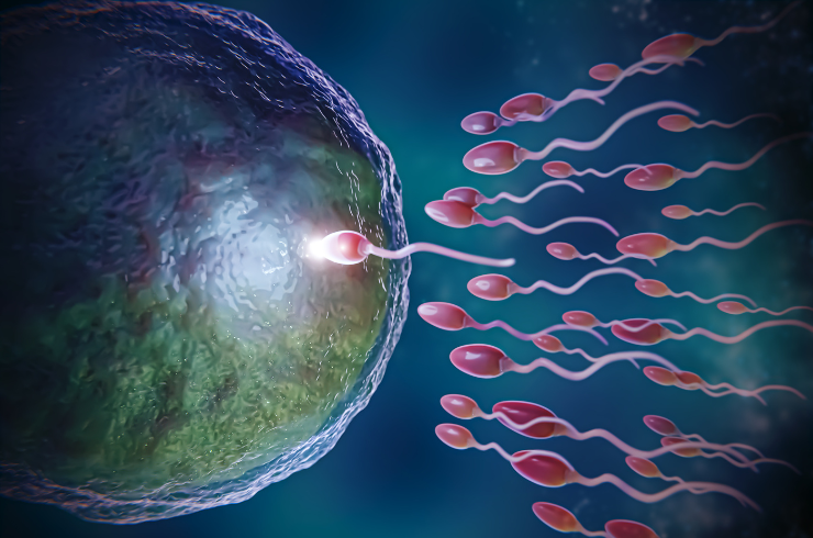 Fertility