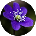 Kalyani Devendla profile picture